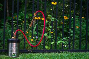 Hand pump sprayer in front of a gate that has yellow flowers behind it.